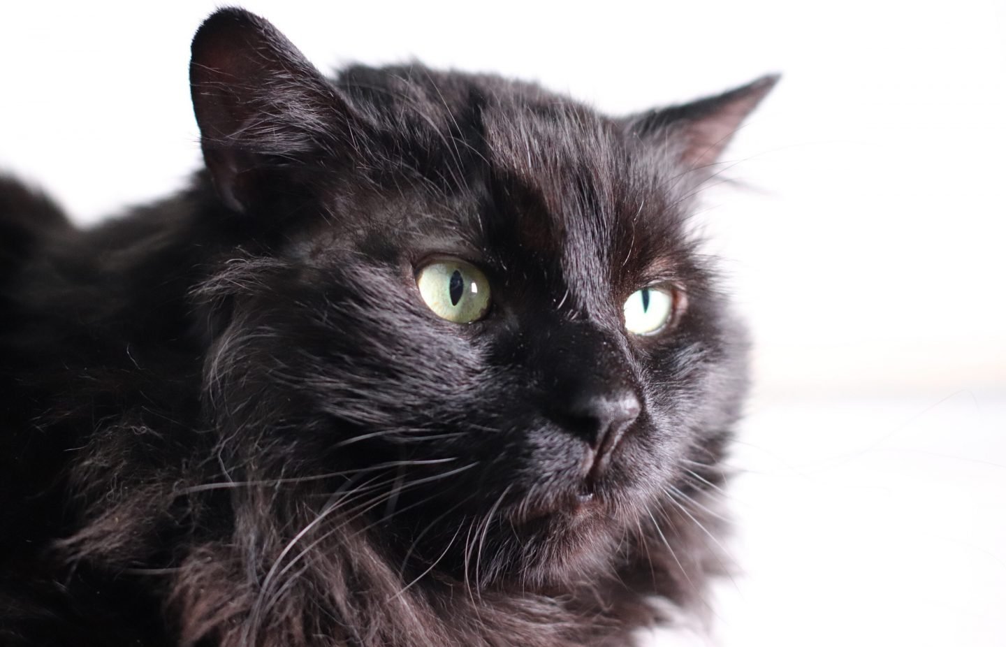 Henry, a long-haired black cat with green eyes