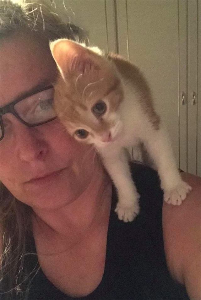 A ginger and white kitten standing on a woman's shoulder