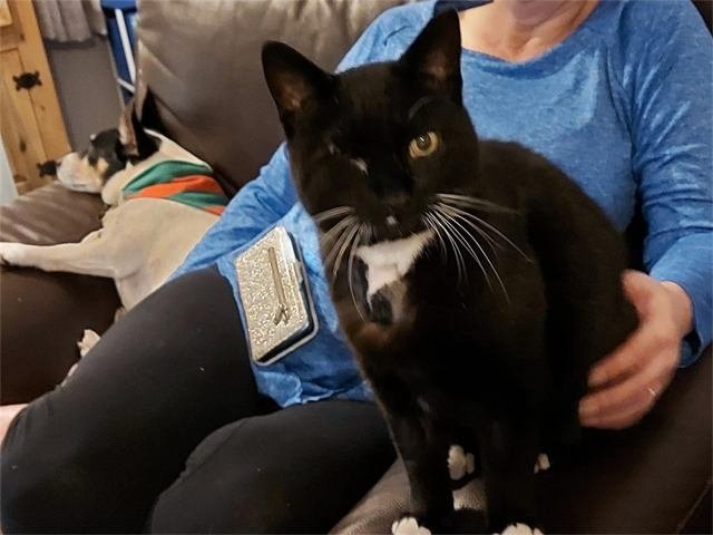 A black and white cat sitting on a lap, with a dog asleep on the sofa behind